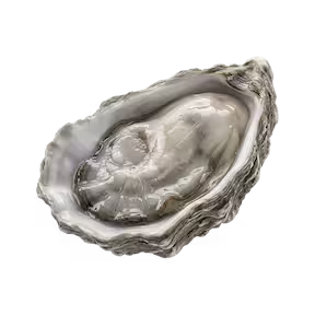Oysters